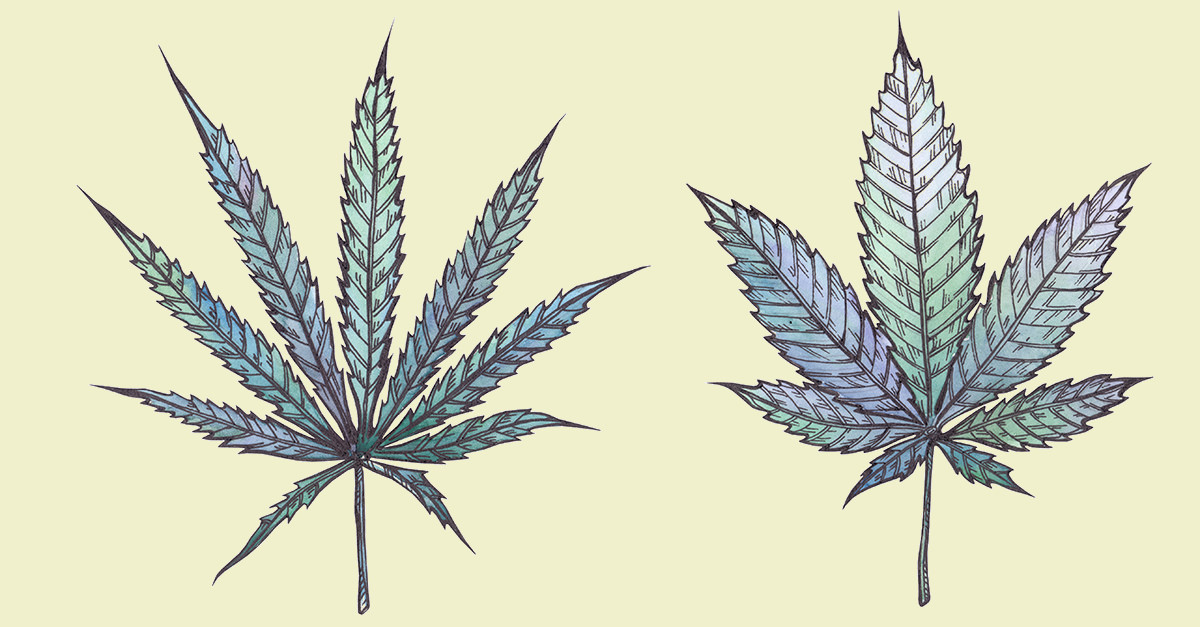 What's the Difference Between Indica, Sativa, and Hybrids? - Jane Street