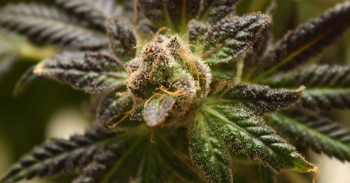 We're All Consuming Female Cannabis Plants: Here's How to Tell the